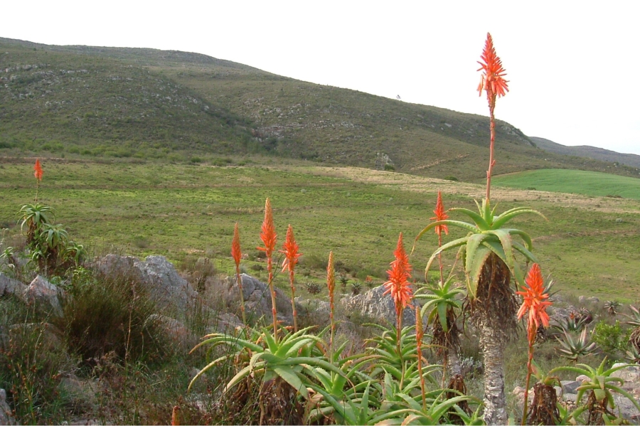 0 Bedroom Property for Sale in Swellendam Western Cape
